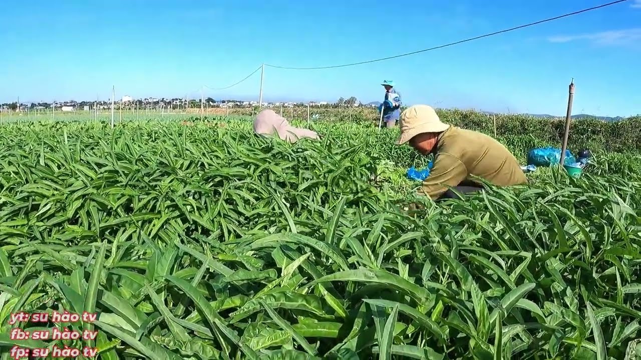 Thu Hoạch Rau Muống Hạt Được Trồng Ở Đất Ruộng Rau Tươi Tốt Xanh Mướt Ở Đức Trọng Lâm Đồng