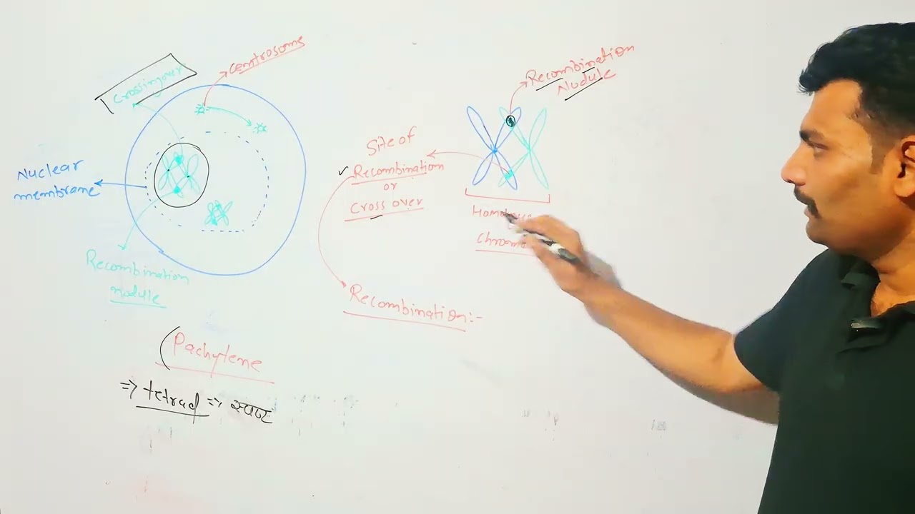 Meiosis -1 || prophase -1 pchytene stage || Recombination and crossing over ||