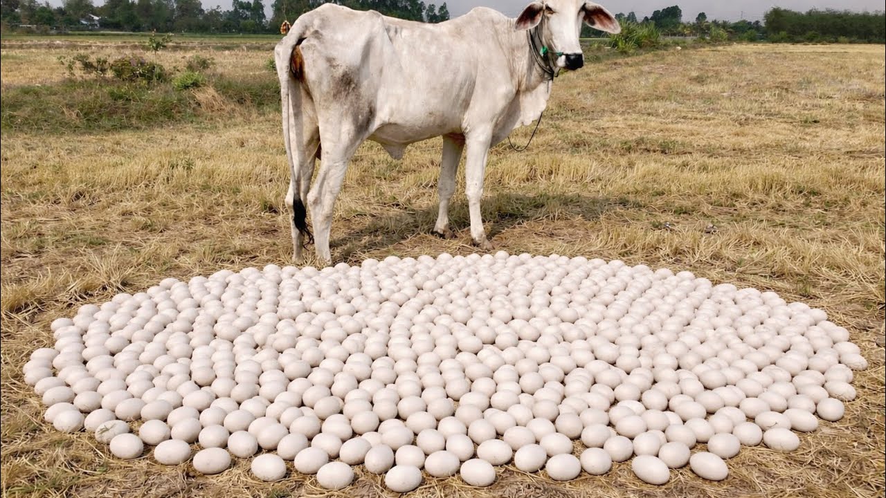 Wow Wow! So Many Eggs in the Rice Field Near Cows