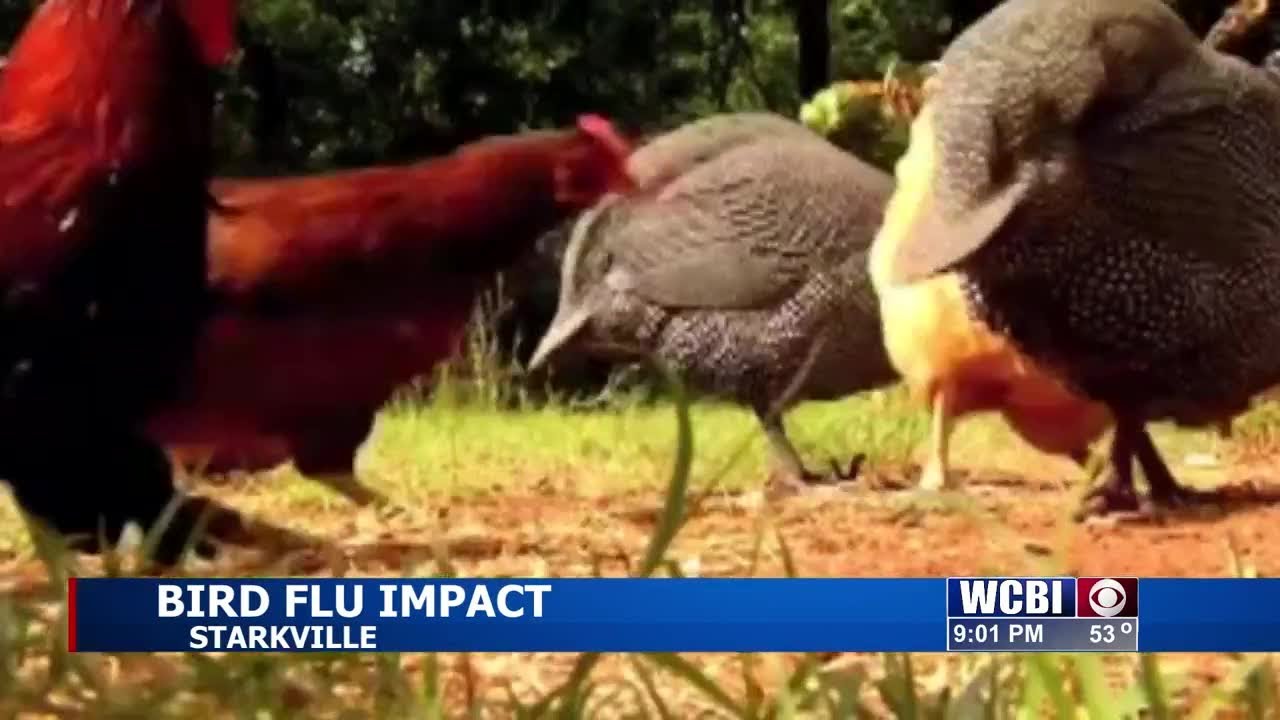 Poultry instructor gives bird flu safety tips