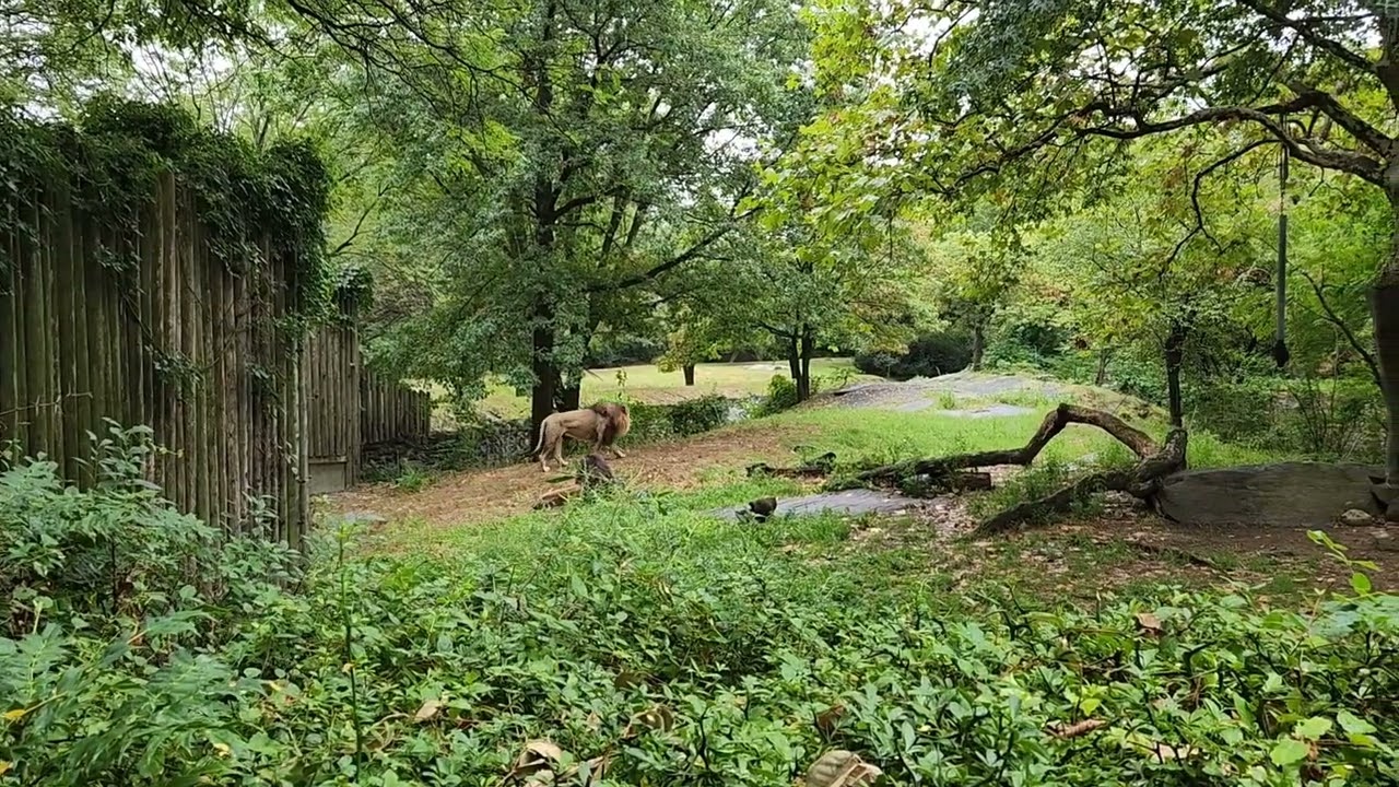 Lions at the Bronx Zoo - Sept 11, 2022