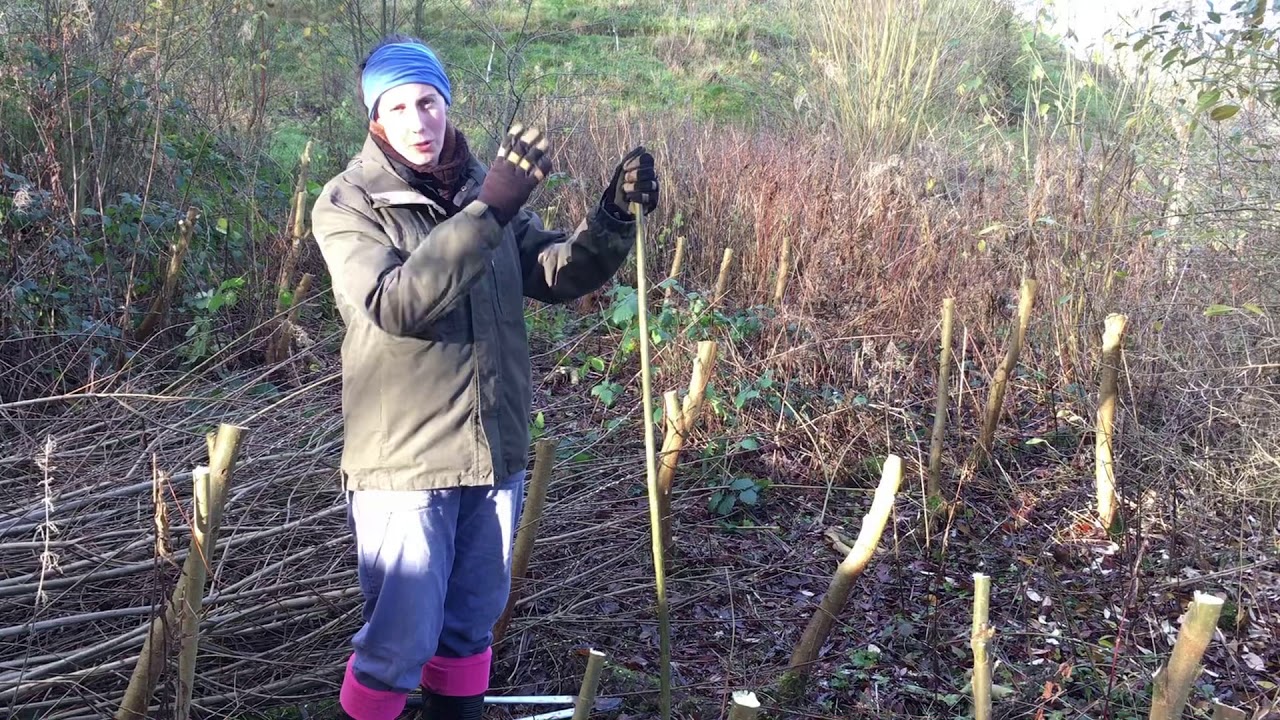 Willow coppicing, cultivation and an introduction to ramial wood chips
