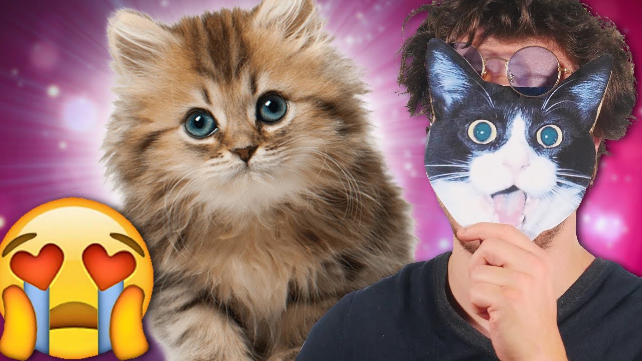 Pourquoi Adore-t-on Les Animaux de Compagnie ?! (en 360s)