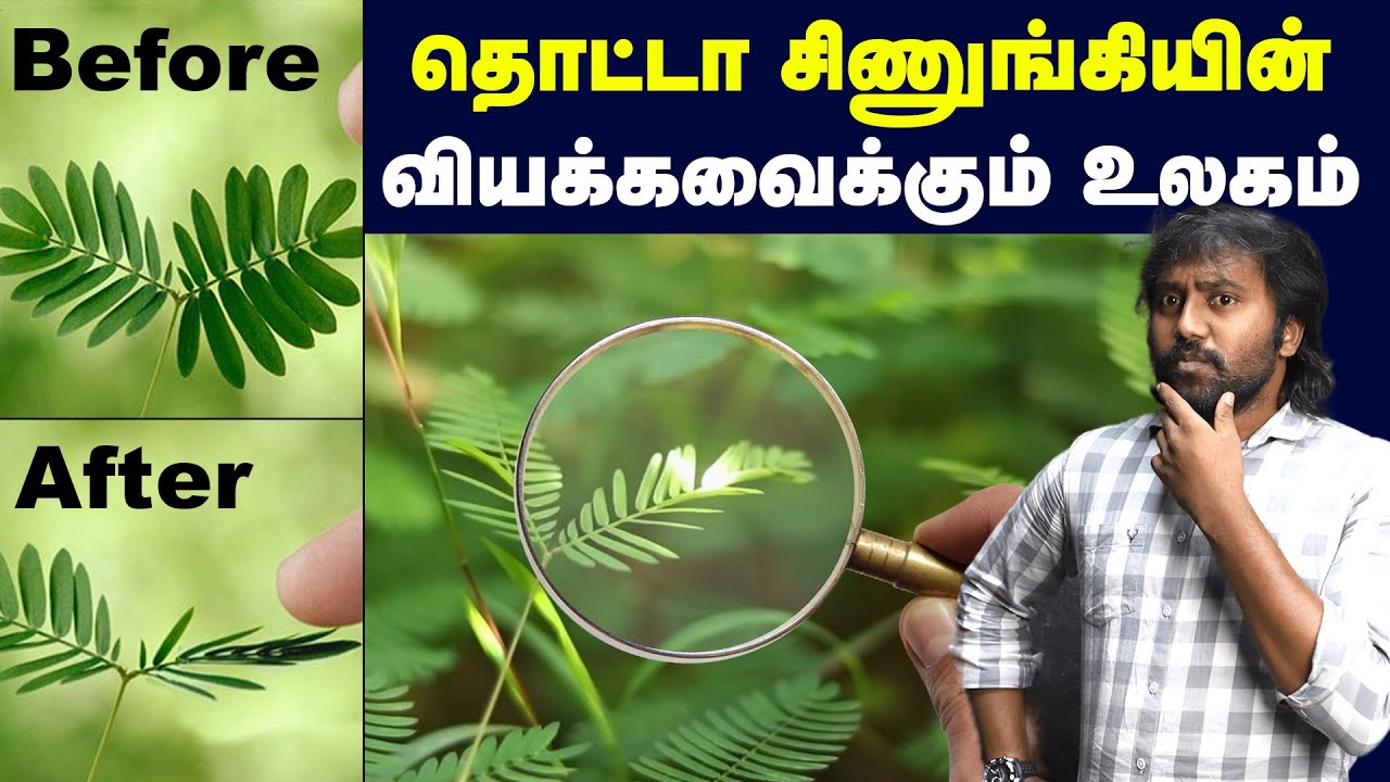 Why & How? Touch me not plant do many more things than we thought | தொட்டா சிணுங்கி செடி