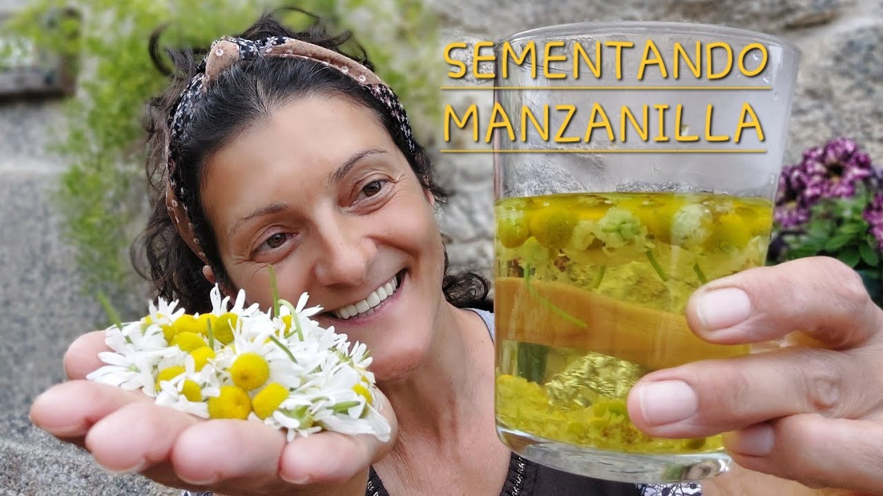 SEMENTANDO MANZANILLA 🌼 Facilisimo...!! 😃  || {NUSKA}