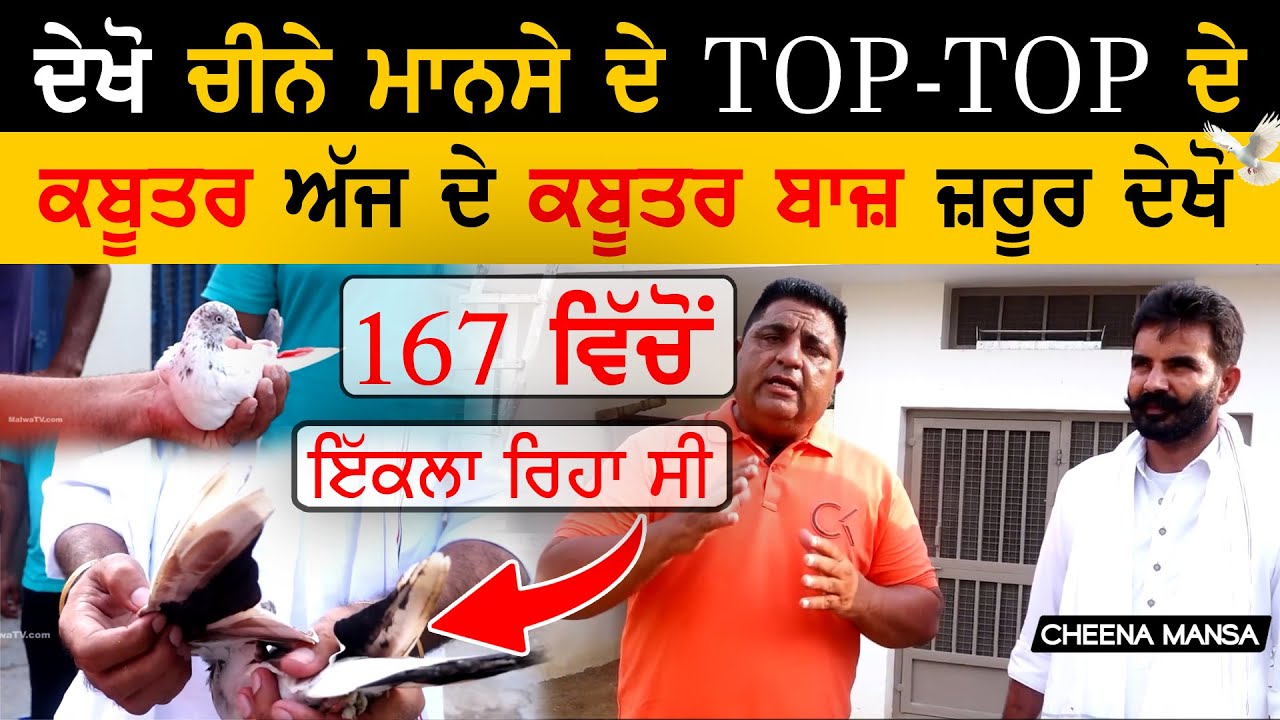 ਦੇਖੋ ਚੀਨੇ ਮਾਨਸੇ ਦੇ TOP-TOP ਦੇ ਕਬੂਤਰ🔥167 ਵਿੱਚੋ ਇੱਕਲਾ ਰਿਹਾ ਸੀ | CHEENA MANSA | Top Kabootar Baaz 2025
