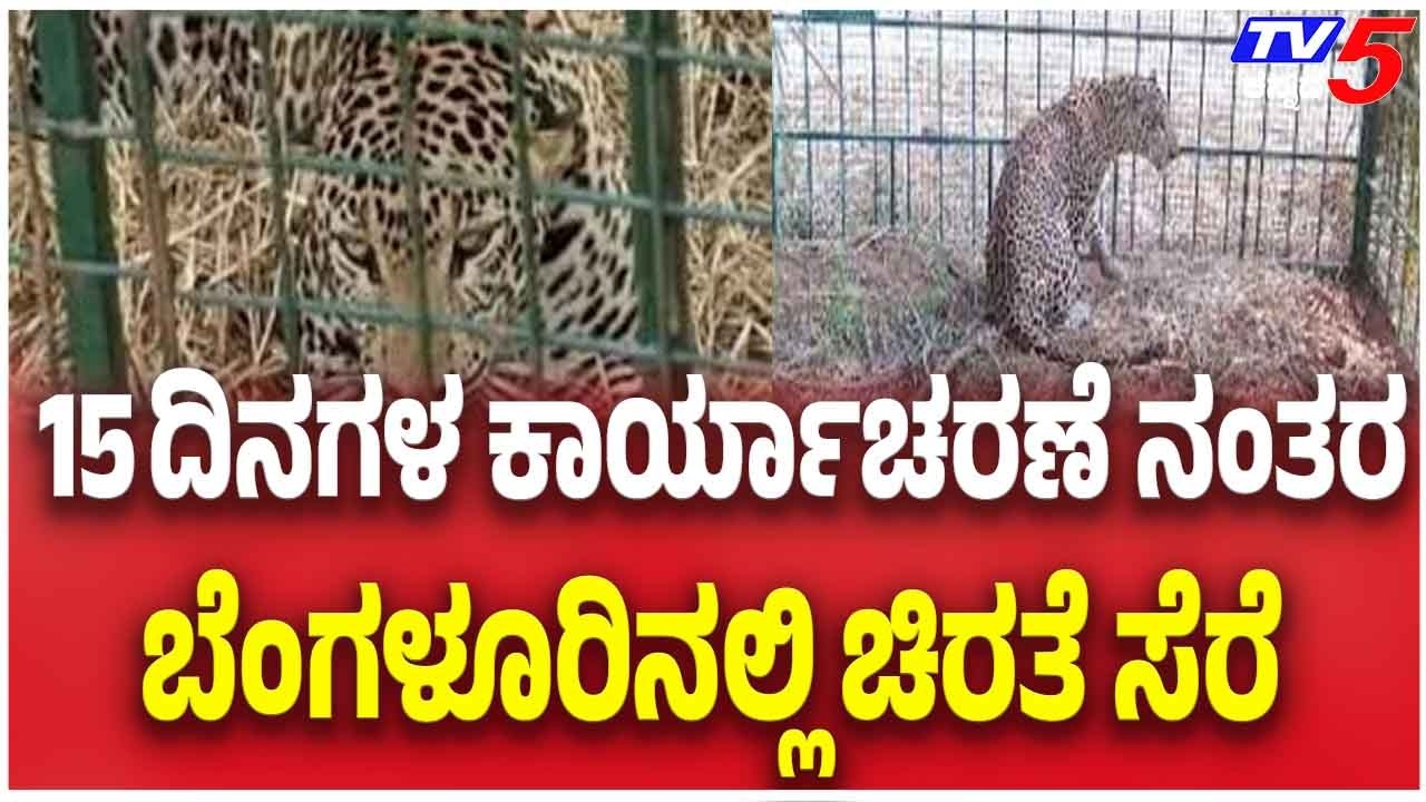 15 ದಿನಗಳ ಕಾರ್ಯಾಚರಣೆ ನಂತರ ಬೆಂಗಳೂರಿನಲ್ಲಿ ಚಿರತೆ ಸೆರೆ | Leopard Finally Captured In Chunchanakuppe