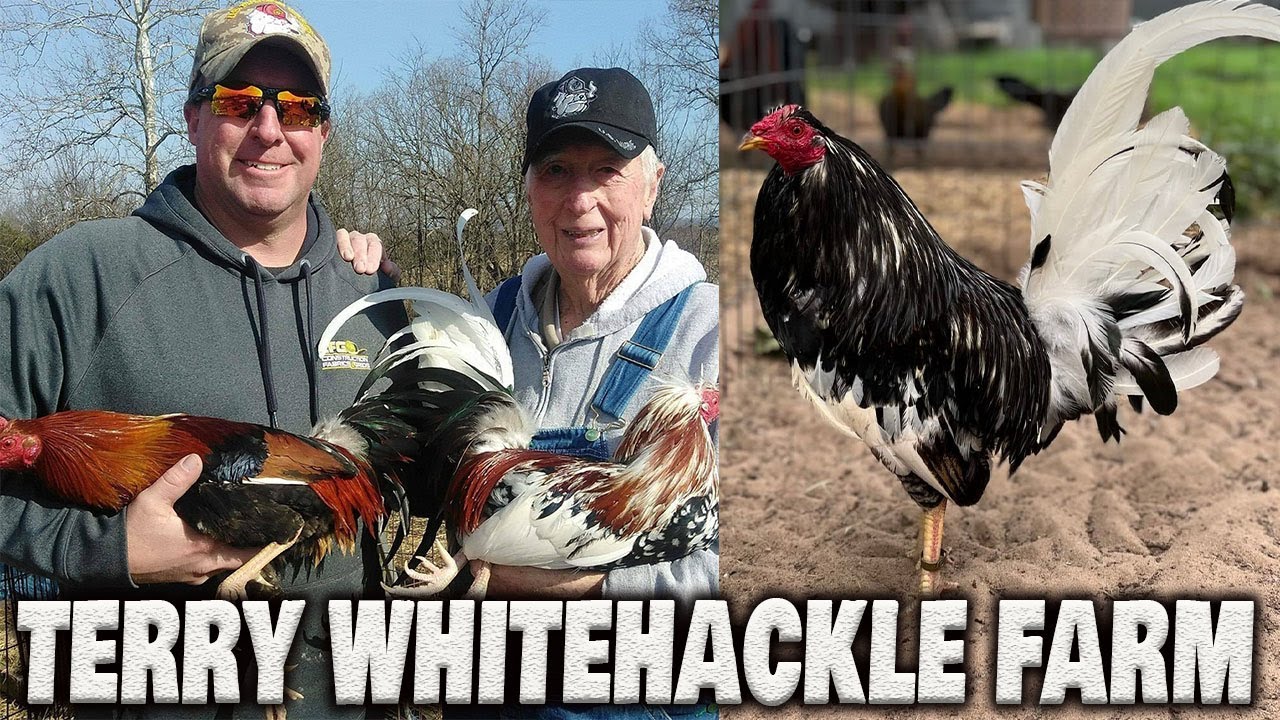Beautiful MORGAN WHITEHACKLE - Michael Terry of Terry Whitehackle Farm | Farm Visit