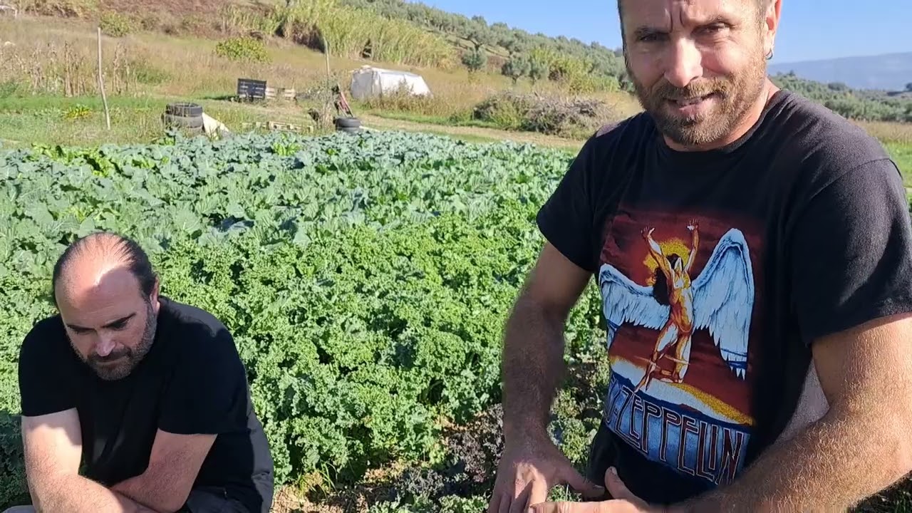 Coltivare e cucinare il cavolo riccio o Kale