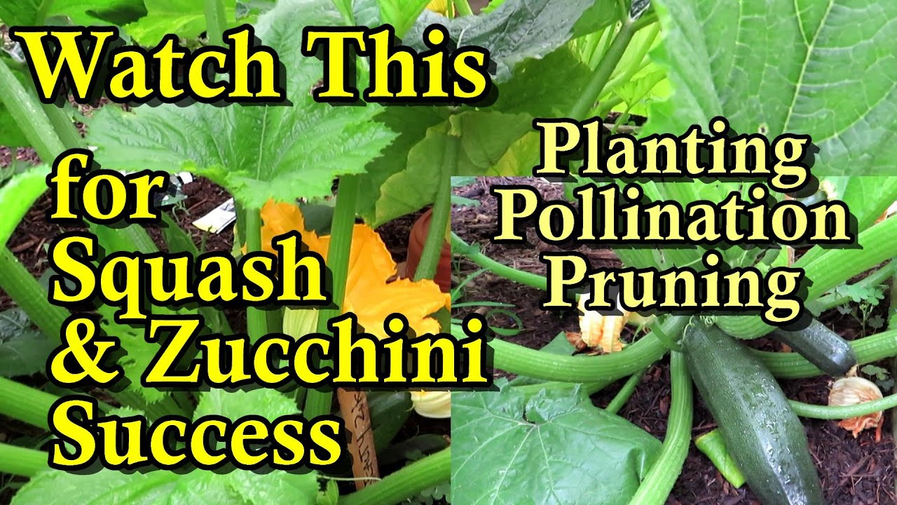 A Complete Guide to Growing Summer Squash & Zucchini: Planting, Watering, Fertilizing, & Pruning
