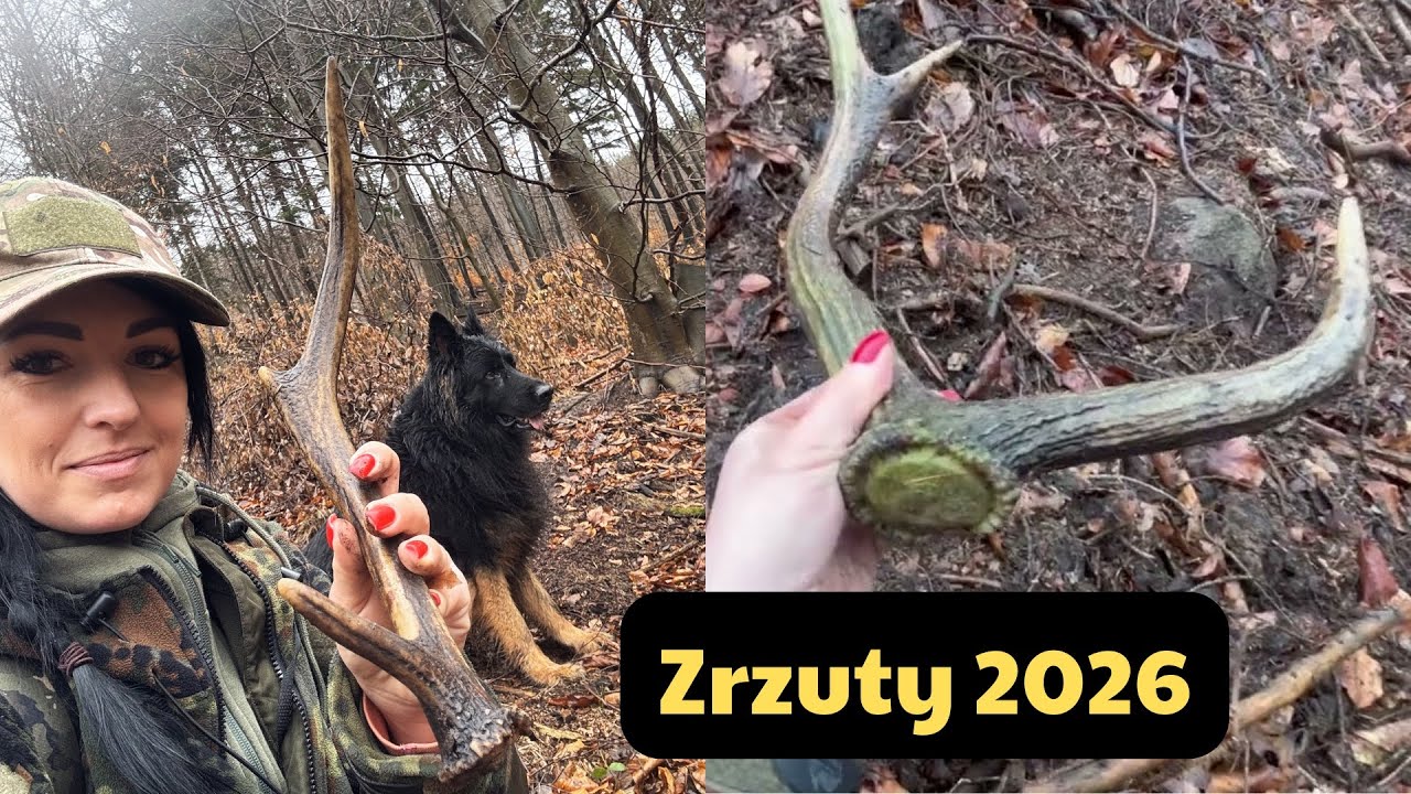 Zrzuty jeleni / 24.02.2026 #forest #nature #zrzuty2026 #wildlife #antlers #deer #antler