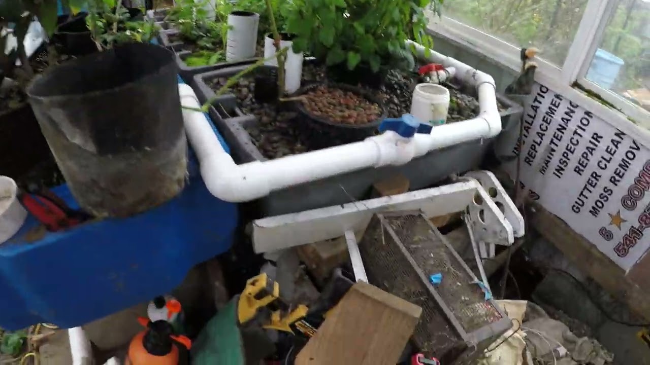 March 2025 Aquaponics Update! Look at that growth!