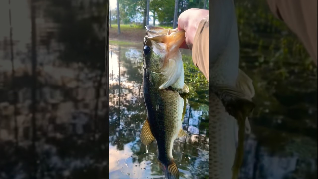 Fishing big largemouth bass release 