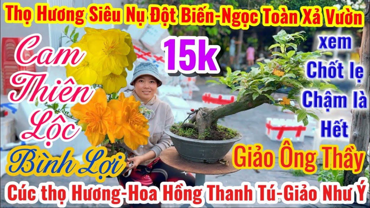 13/03☎️ 0365938100☎️🌴mai vàng giá rẻ🌴xả vườn 15k-giao lưu mã số-nhị Ngọc toàn-giảo ông thầy-bình lợi