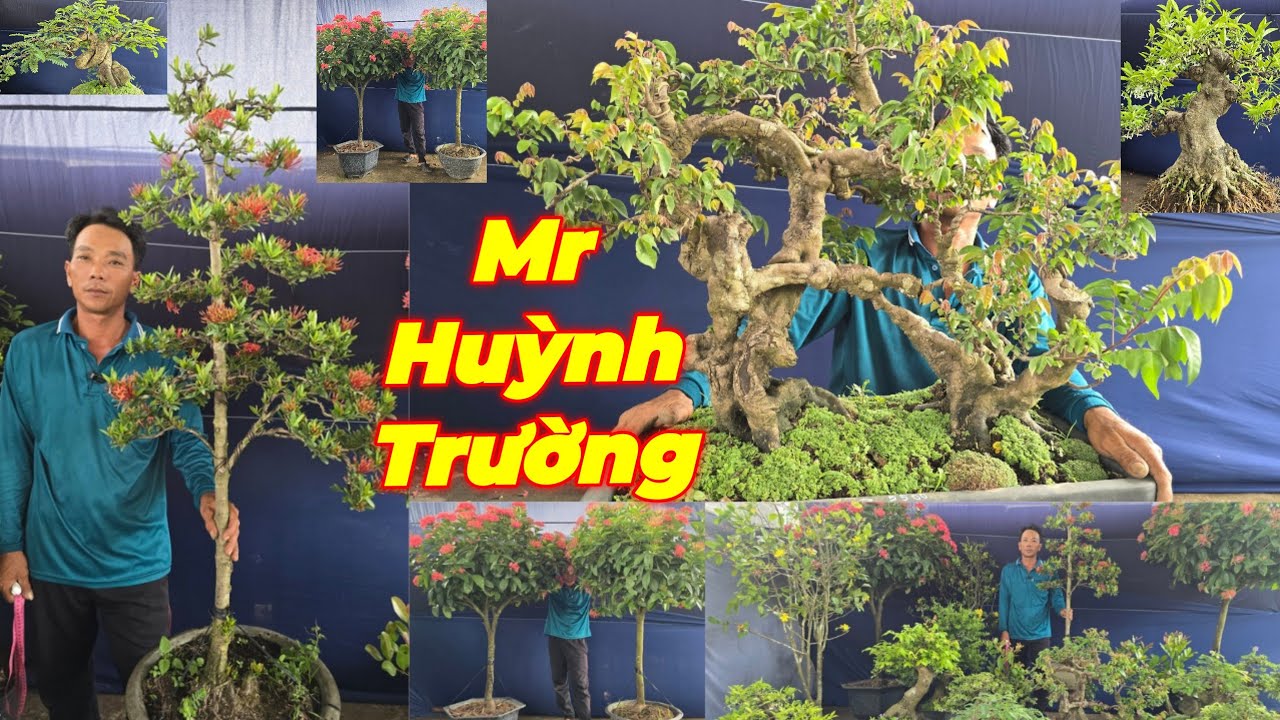 MR TRƯỜNG | #0939607312 | QUÁI ĐẸP GIÁ MỀM ỔI TÀU, KHẾ GÂN, TỨ QUÝ, MỸ HỒNG, ME, SAM, MCT, MUỐI, KG.