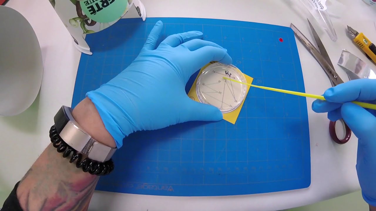 How to make a DIY incubator for home/classroom science experiments and genetic engineering