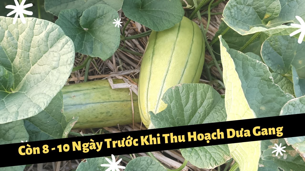 Trồng Dưa Gang Dưới Ruộng | Giai Đoạn Nuôi Trái - Sắp Thu Hoạch Dưa Gang