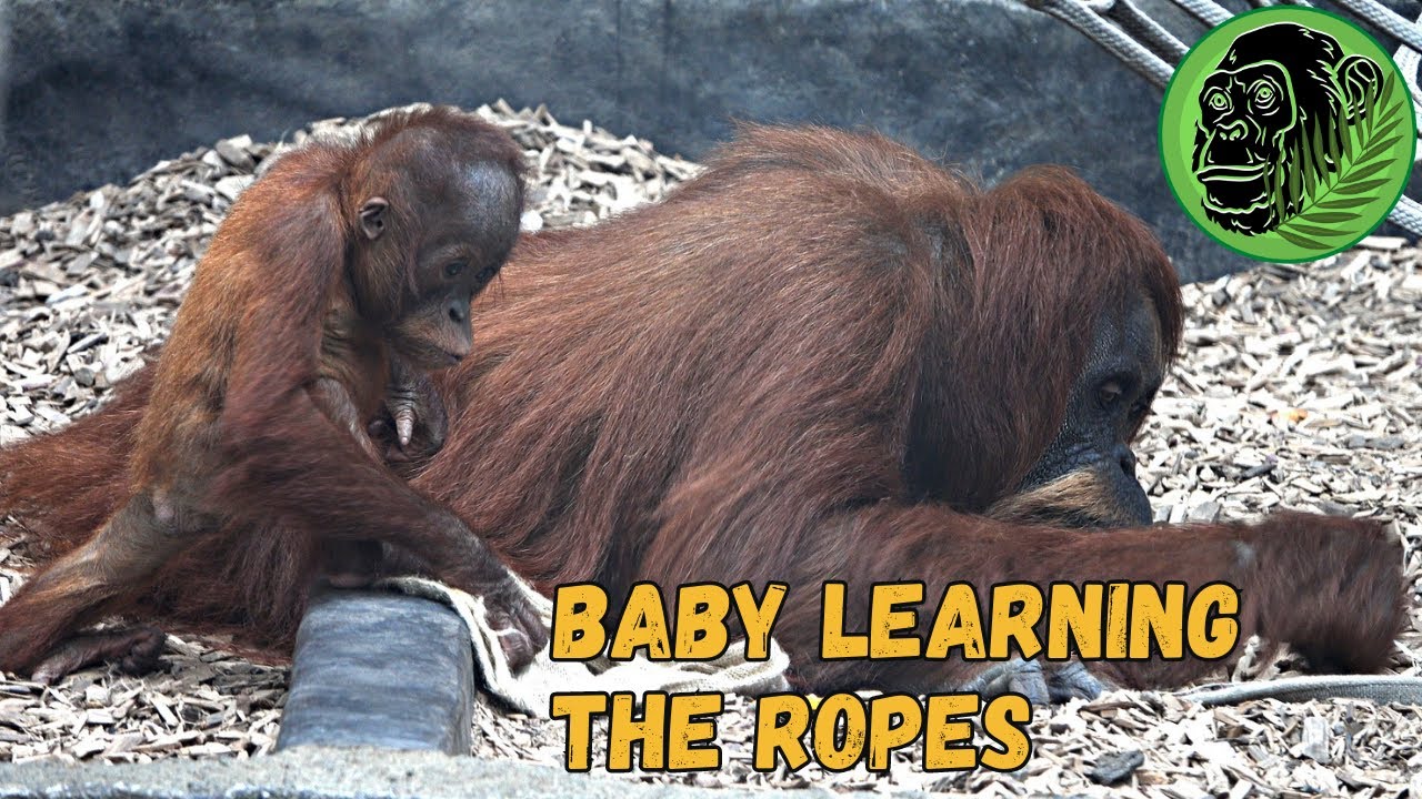 Baby Orangutan Kesuma Stays Close To Mum Emma