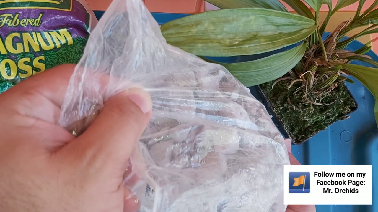TUTORIAL Coryanthes Macrantha Orchid orquídea