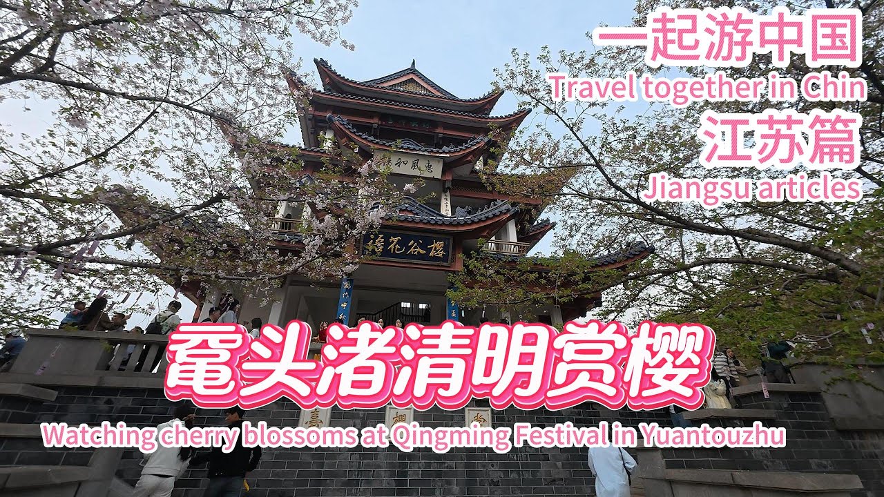 一起游中国江苏篇：鼋头渚清明赏樱 Travel together in Jiangsu Watching cherry blossoms at Qingming in Yuantouzhu