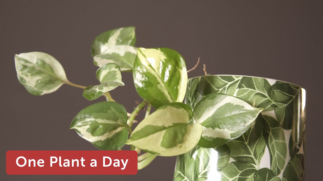 Epipremnum aureum 'N'Joy' Houseplant Care — 234 of 365