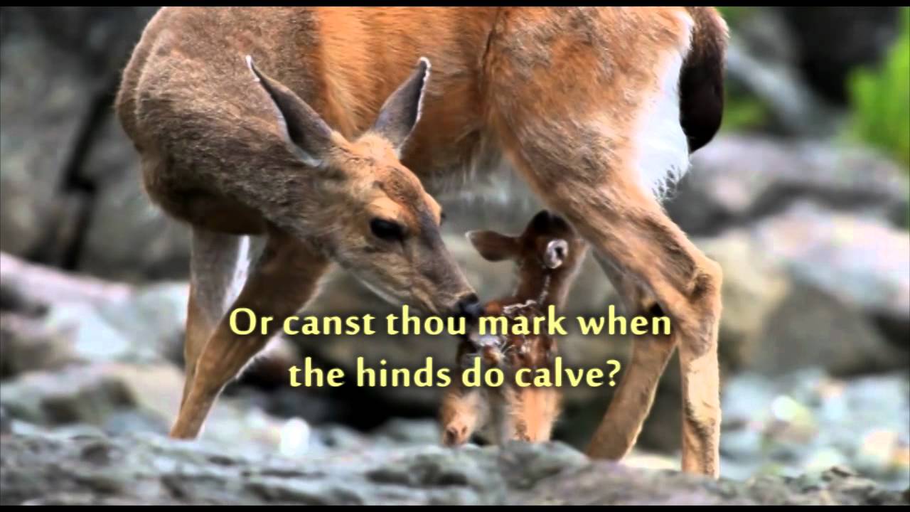 JEHOVAH CREATOR