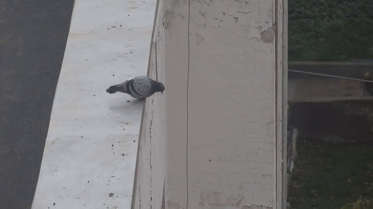 Suicidal pigeon