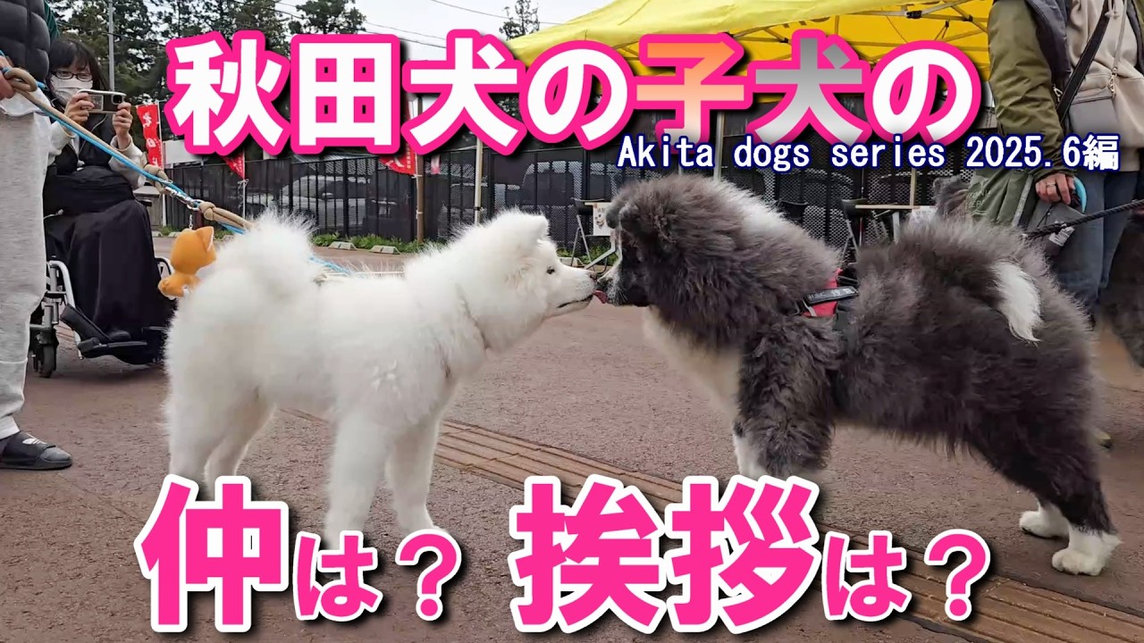 【秋田犬】かわいい子犬 －白毛で長毛の赤ちゃん仔犬たちが「大曲の花火」で資料館「花火・アム」に集合－ このふれあいイベントはワンちゃんファンを魅了しました #秋田犬 #秋田犬子犬 #子犬