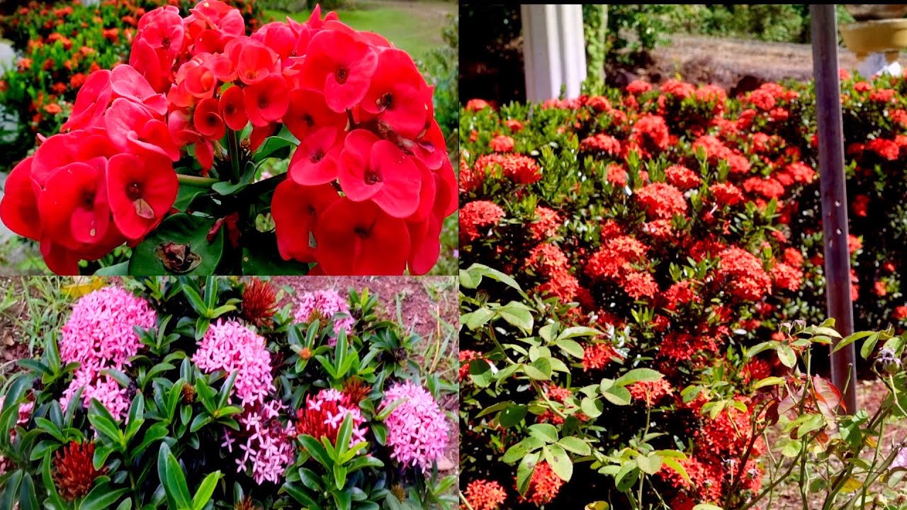 Walkthrough A Caribbean Garden