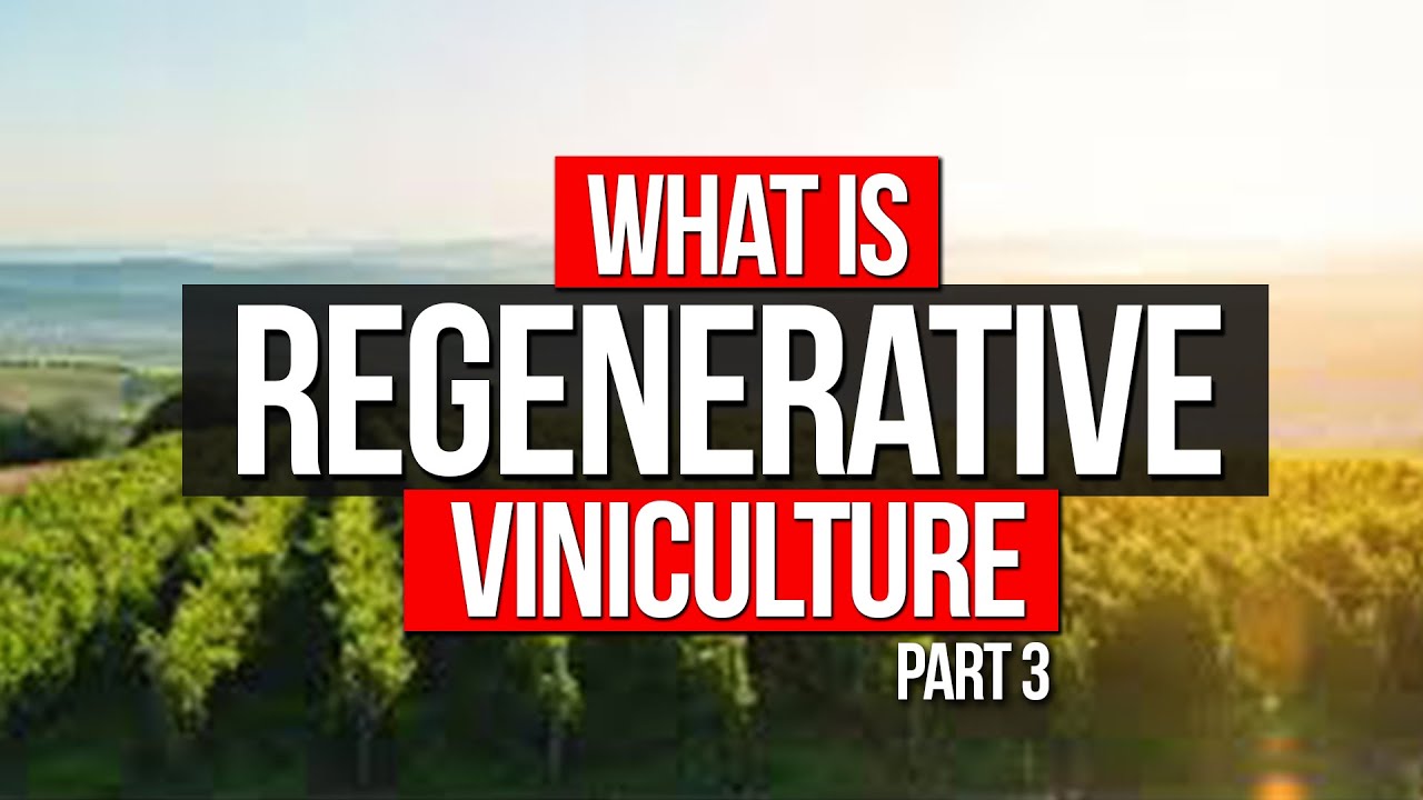 What Happens During The Summer In a Vineyard?  Following The 2021 Vintage of Two California Wineries