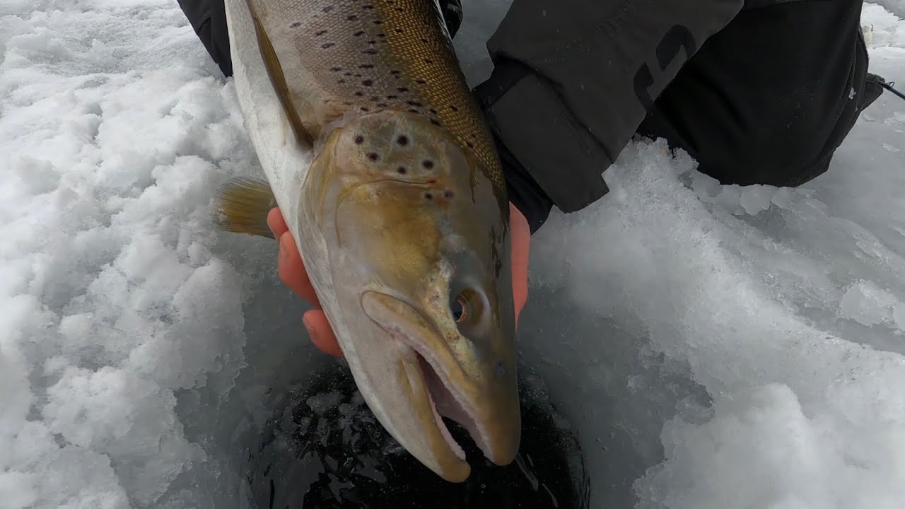 SPECIES #1: BROWN TROUT (SALMO TRUTTA)
