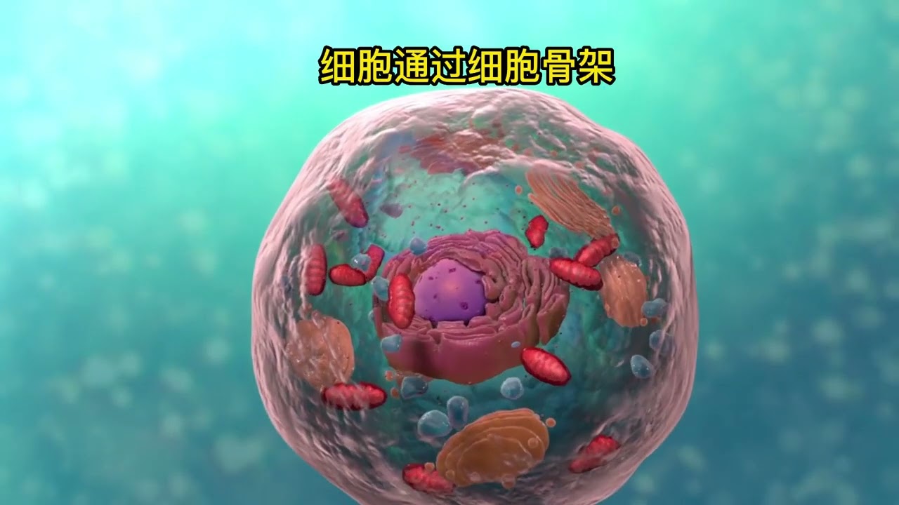 细胞的结构-中文版
