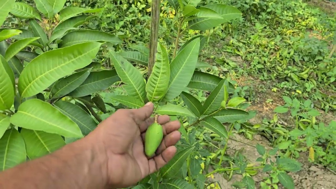 Papaya 