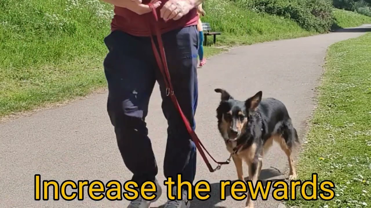 Loose Lead Walking with Real-Life Distractions | Reward-Based Training