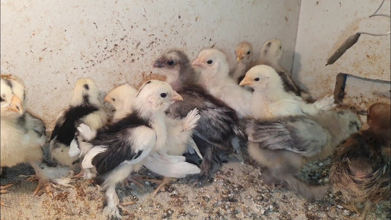 İSTEYEN ALABİLİR İSPENÇ CİVCİVLERİN SON DURUMU  @ResulHOY #civciv #tavuk #horoz #güvercin 