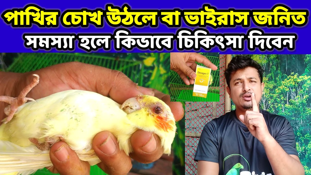 পাখির চোখ উঠলে | ভাইরাস জনিত সমস্যা হলে কিভাবে চিকিৎসা দিবেন | bird eye infection | Birds of village
