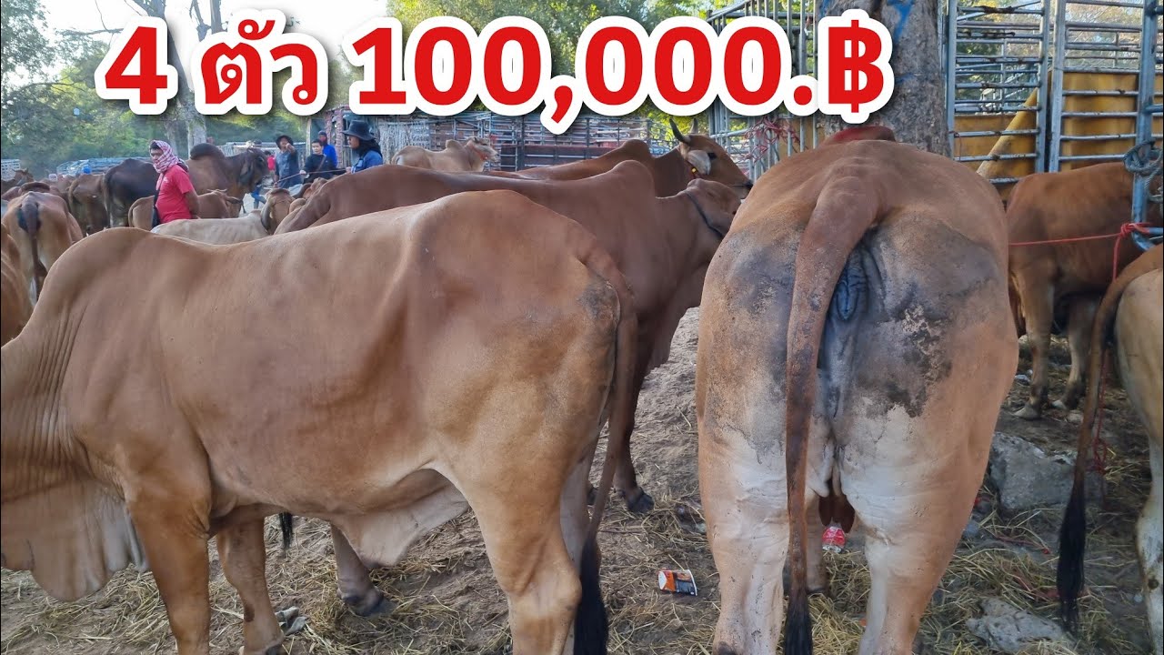 EP.2171 ตลาดนัดโคกระบือ วัน อังคาร 27 ม.ค. 2569 #เดินดูวัวงาม #ราคาวัว | chợ gia súc | livestock