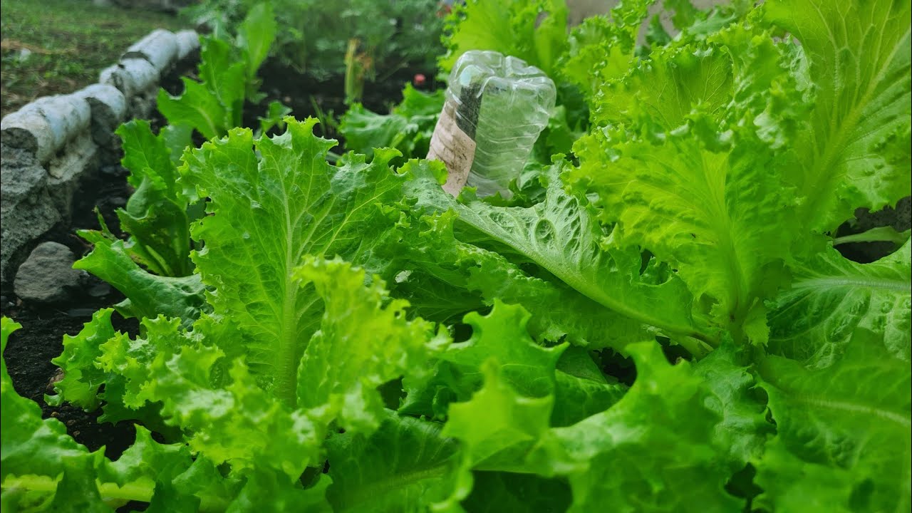 Our Bread Basket Garden UPDATE Decmber 18,2025