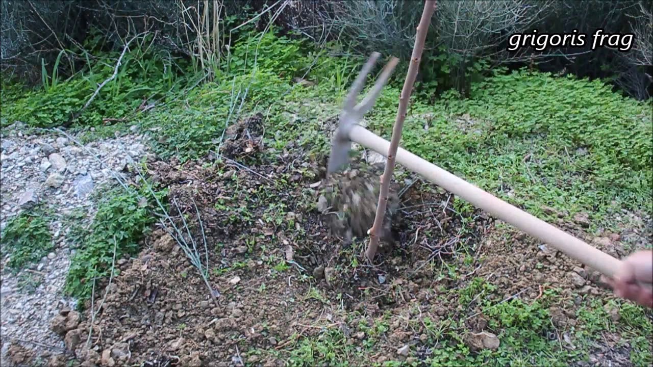 Πότε και πως φυτεύονται τα δέντρα
