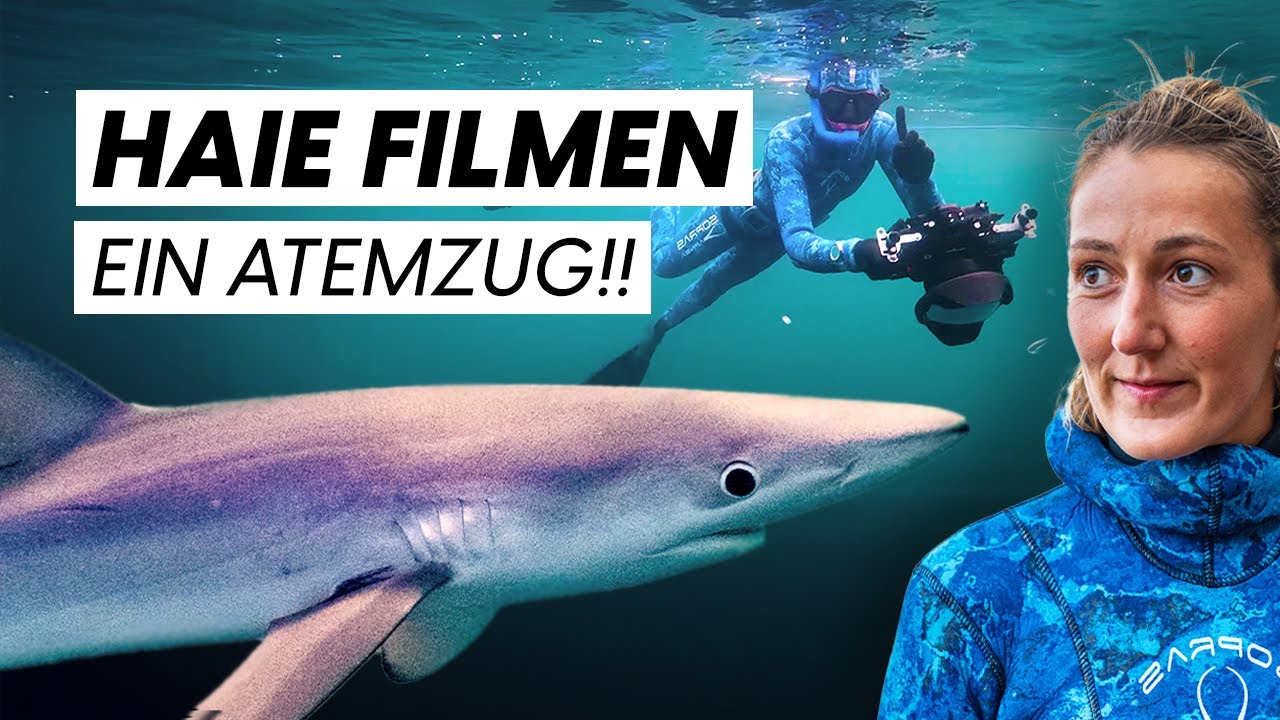 🎬 IMPOSSIBLE SHOT !! 🦈 Blauhai & Taucher mit EINEM Atemzug gefilmt 🤿
