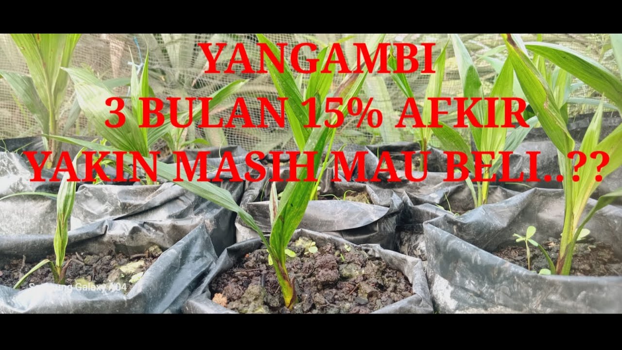 BIBIT SAWIT PPKS YANGAMBI USIA 3 BULAN AFKIR 15%