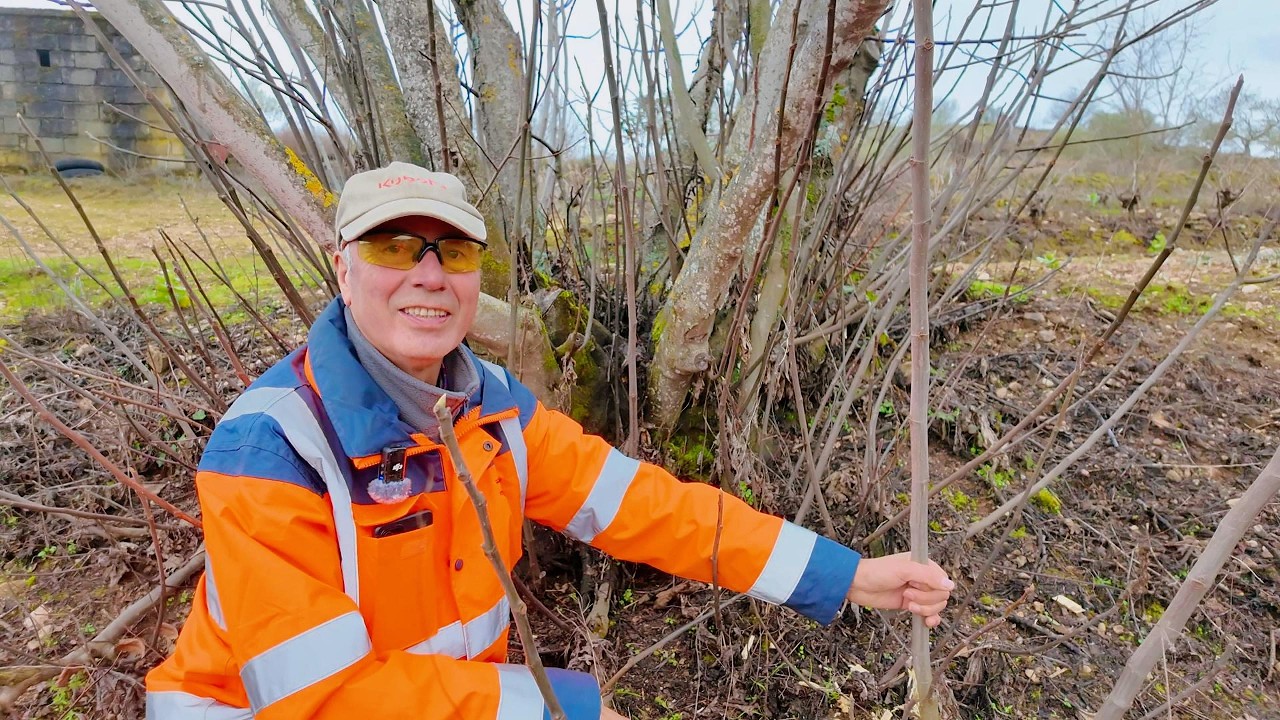 PLANTAMOS FIGUEIRAS AJUADA A COMBATER A MOSCA DAS