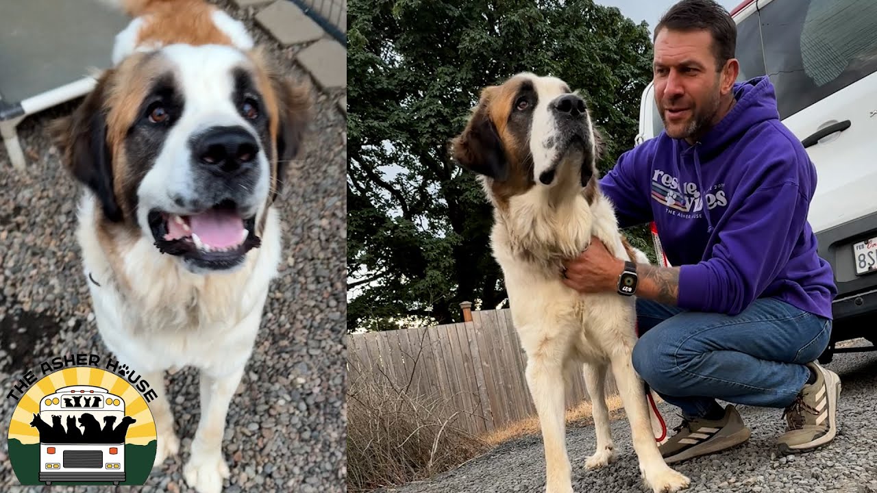 Poor Rufus bounced around to four different homes before we found him | The Asher House