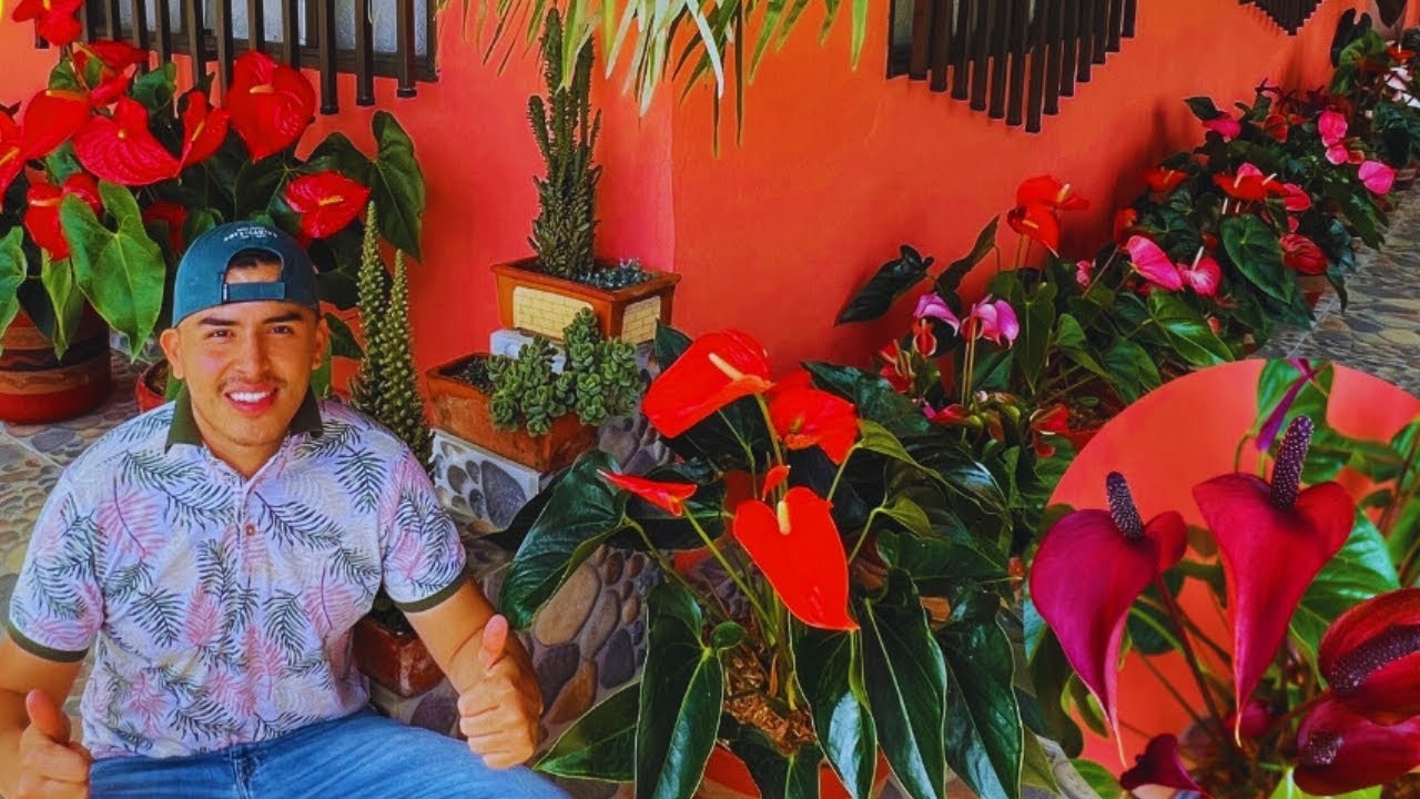 El jardín de Lucia solo tiene ANTURIOS, los mejores consejos para estas PLANTAS |AP