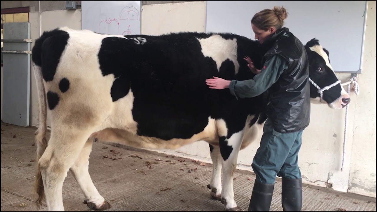 Bovine Musculoskeletal Examination