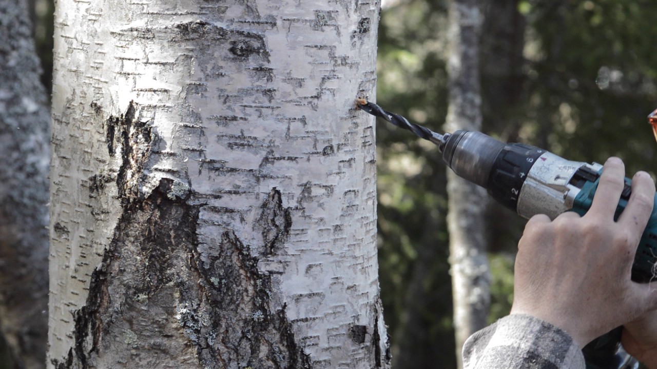 🔴Tapping Silver Birch trees for Birch sap, in Norway (bj&oslash;rkesaft h&oslash;sting).