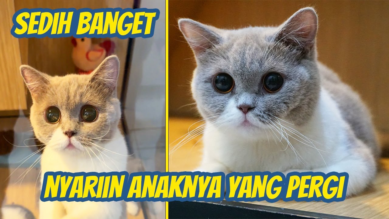 IBU KUCING NYARIIN ANAKNYA YANG PERGI