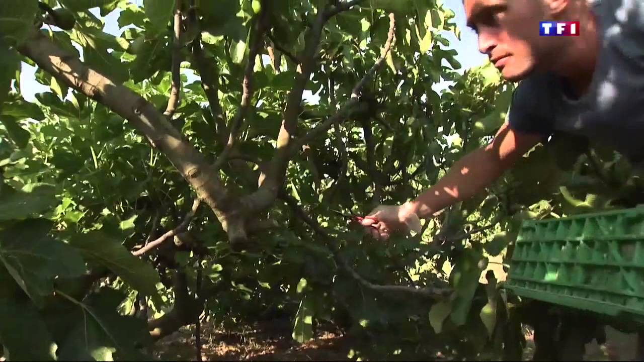 Reportage sur la récolte de Figues - Jonquiéres st Vincent ( Gard )