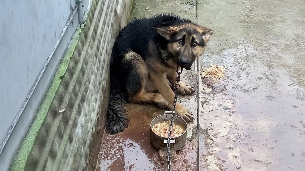 Chained in the backyard all his life&ndash;His owner often punished him.