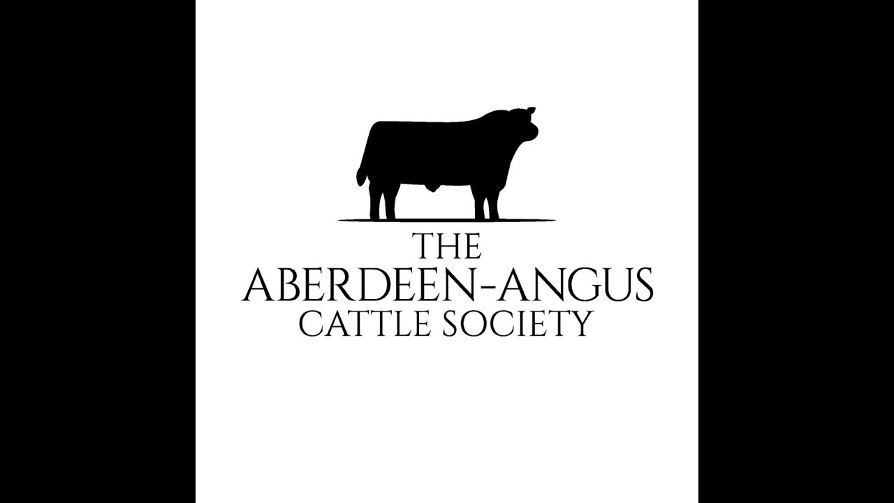 Sale of Aberdeen-Angus Bulls at 10.00am on Monday 20th October’25